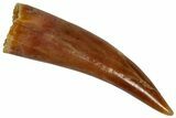 Fossil Fish Fang (Aidachar) - Kem Kem Beds, Morocco #329060-1